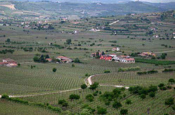 Terreno agricolo - SOAVE - VIGNETO in vendita a Soave — foto 1