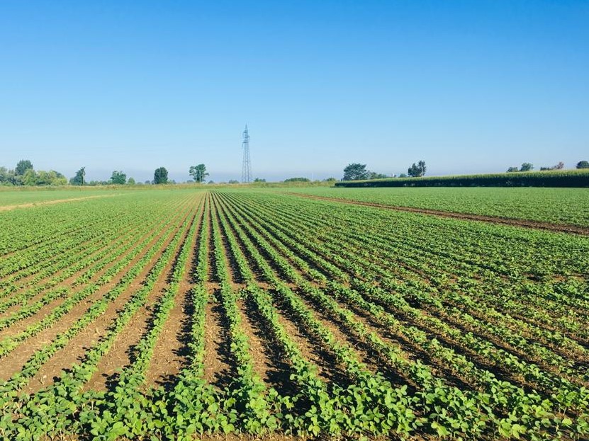 Terreno agricolo in vendita a Veronella — foto 1