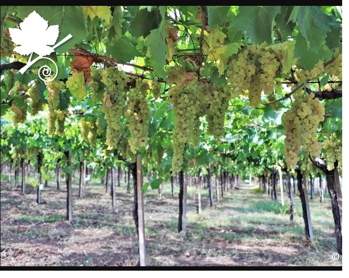 Vigneto agricolo in vendita a San Bonifacio in vendita a San Bonifacio — foto 1
