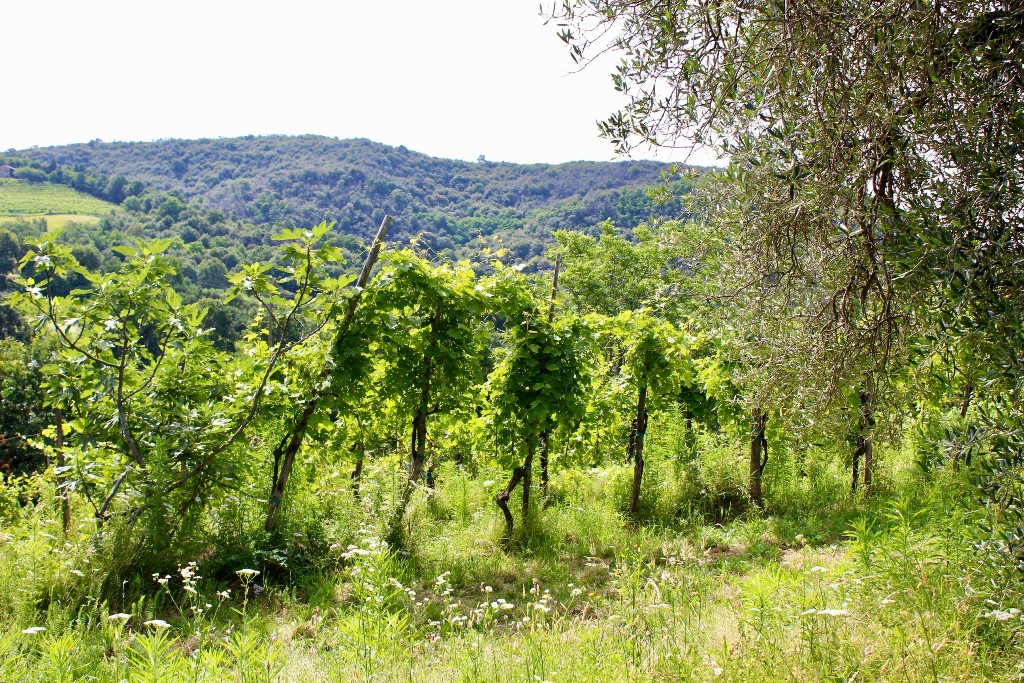 Rustico in Vendita a Cinto Euganeo