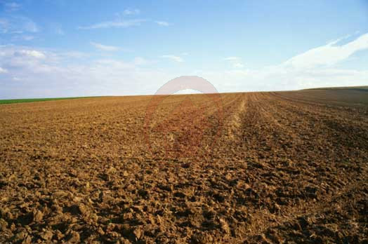 VIGONZA - PIONCA rif. T19: all'interno del "Parco Agrario del Tergola" proprietà di complessivi m...