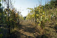 Porzione di casale con terreno, zona collinare e panoramica, toscana