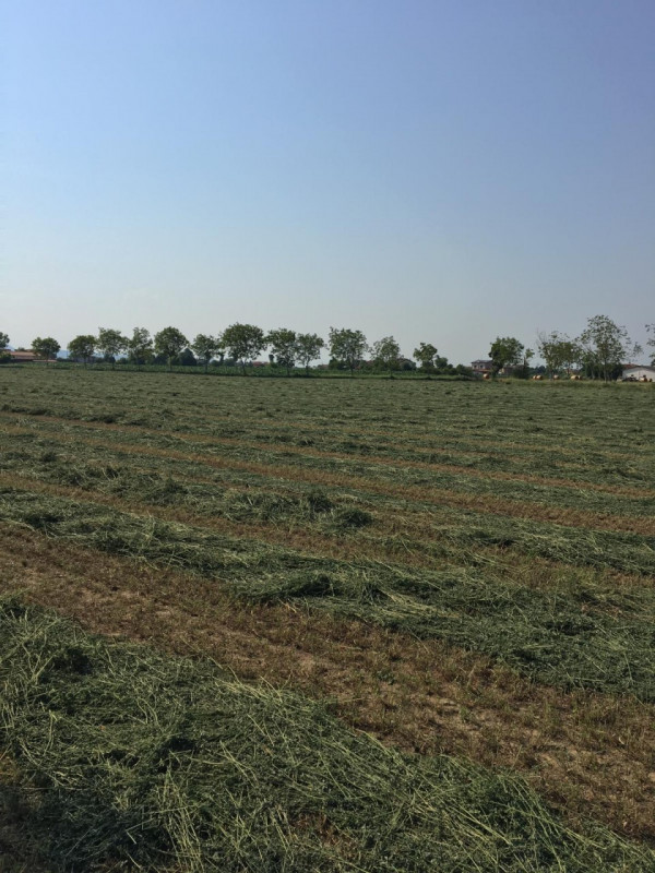 MASERA' DI PADOVA - proponiamo in vendita terreno agricolo di 16000MQ.

Terreno agricolo con acce...