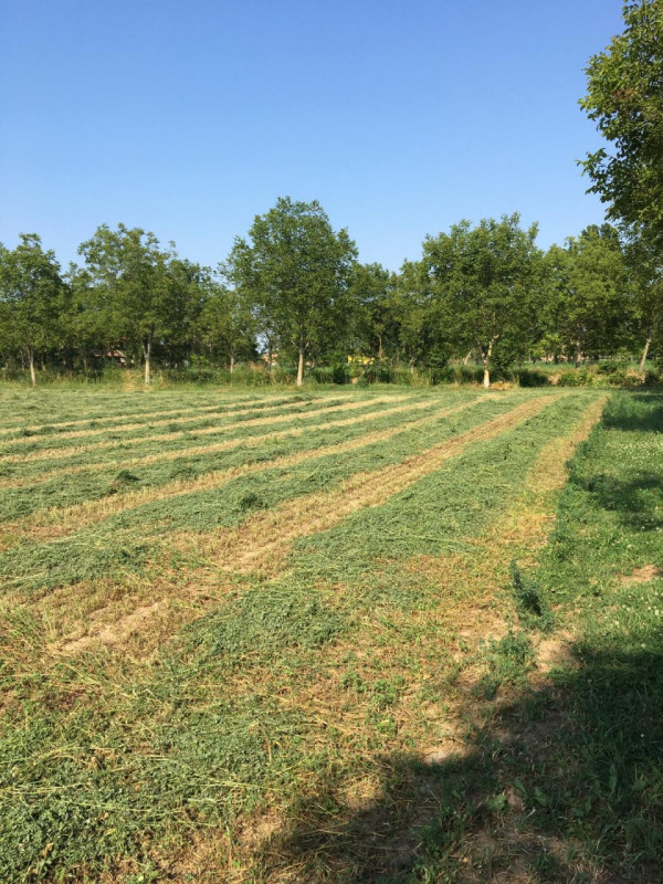 MASERA' DI PADOVA - proponiamo in vendita terreno agricolo di 16000MQ.

Terreno agricolo con acce...