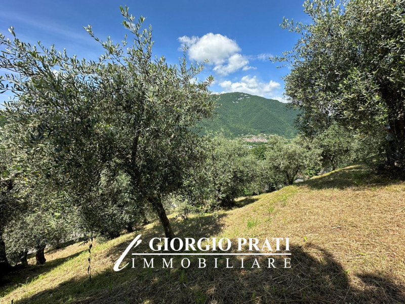 Pove del Grappa Vendita Terreno terreno edificabile residenziale