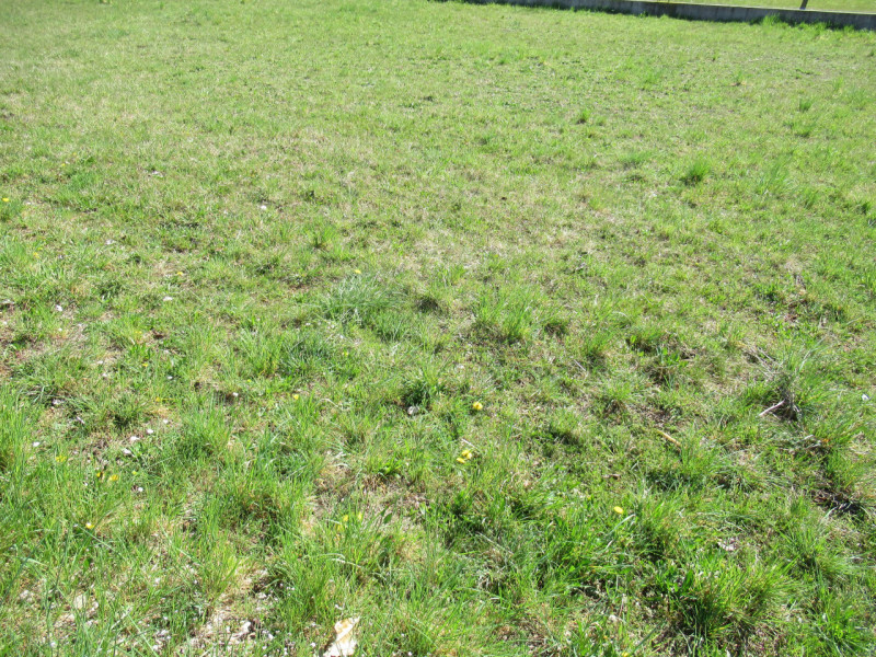 Per informazioni: 335/8345159. A Musano, frazione di Trevignano (TV), proponiamo in vendita terre...