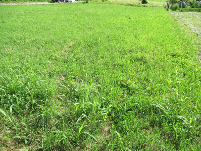 A Miane (TV) in zona residenziale collinare, proponiamo in vendita ampio terreno edificabile resi...