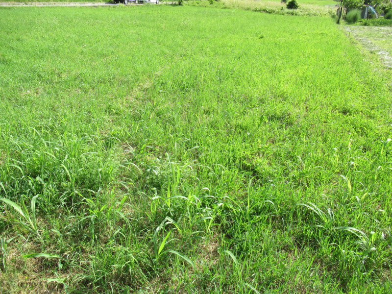 A Miane (TV) in zona residenziale collinare, proponiamo in vendita ampio terreno edificabile resi...
