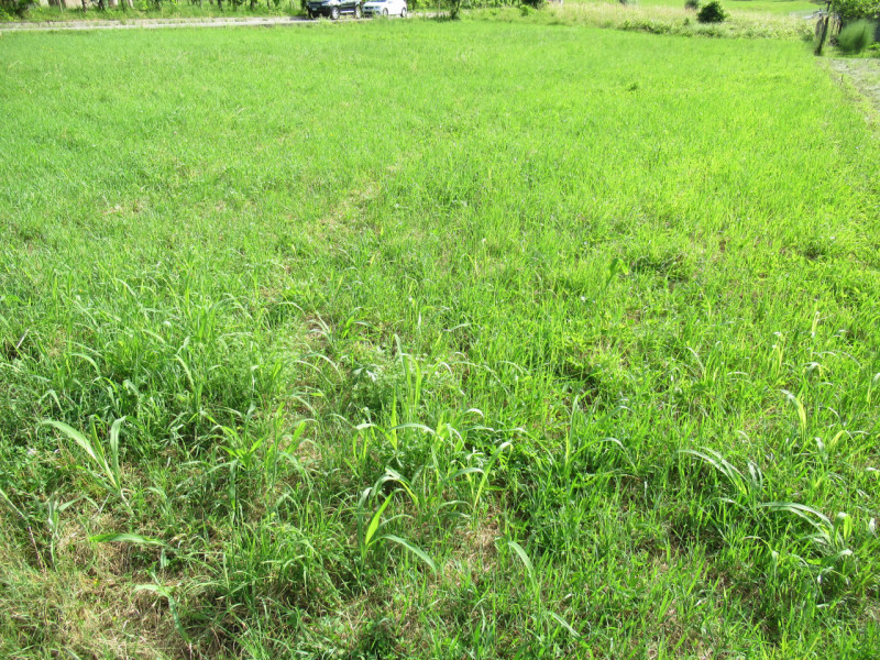 A Miane (TV) in zona residenziale collinare, proponiamo in vendita ampio terreno edificabile resi...