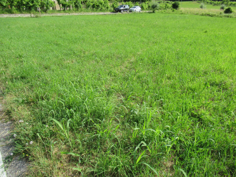 A Miane (TV) in zona residenziale collinare, proponiamo in vendita ampio terreno edificabile resi...