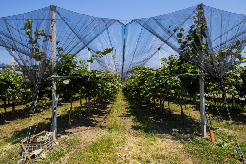 Proponiamo in vendita in Loc. Concadirame a Lusia, terreno agricolo con una superficie totale di ...