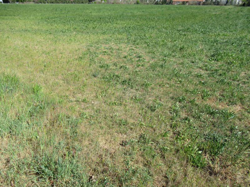 Per informazioni: 335/8345159. A Trevignano (TV), in prossimità della zona industriale Sant'Elena...