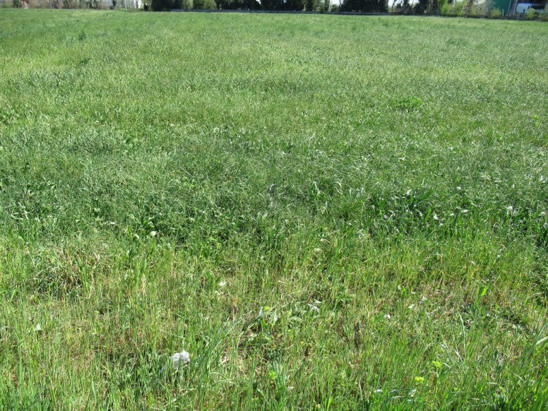 Per informazioni: 335/8345159. A Trevignano (TV), in prossimità della zona industriale Sant'Elena...