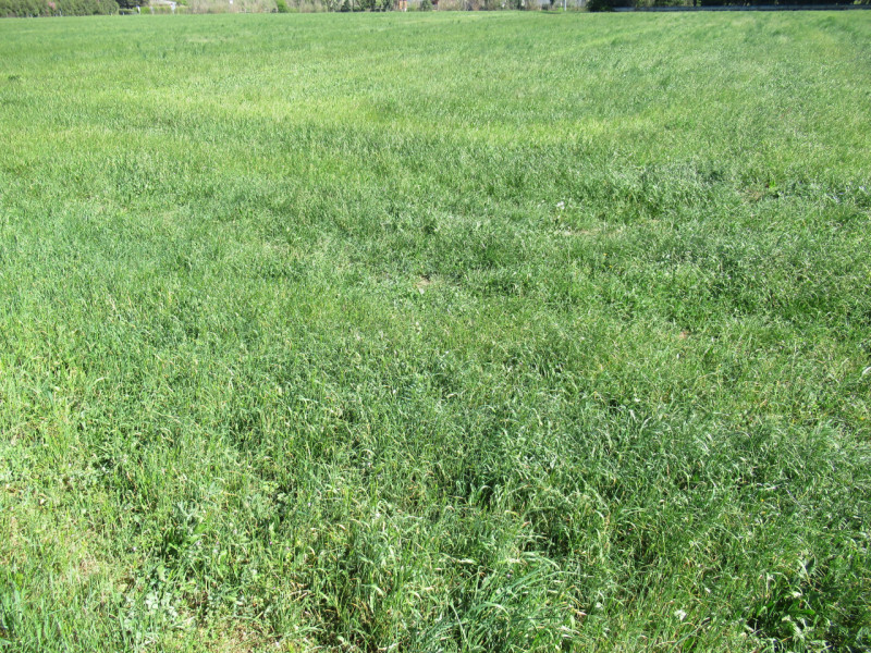 Per informazioni: 335/8345159. A Trevignano (TV), in prossimità della zona industriale Sant'Elena...