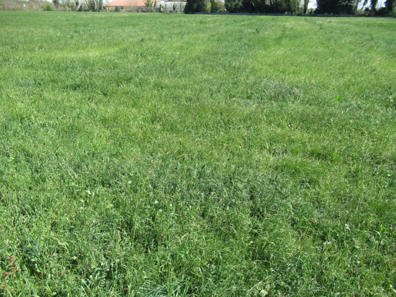 Per informazioni: 335/8345159. A Trevignano (TV), in prossimità della zona industriale Sant'Elena...