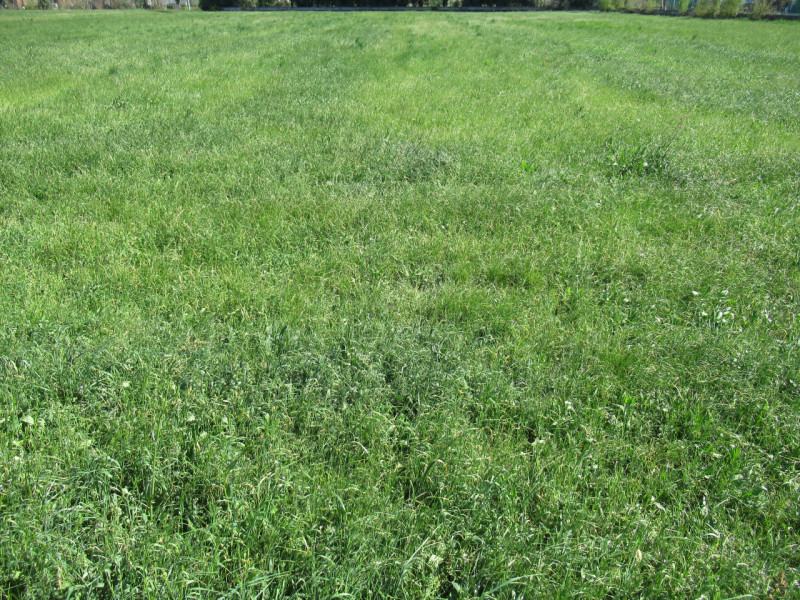 Per informazioni: 335/8345159. A Trevignano (TV), in prossimità della zona industriale Sant'Elena...