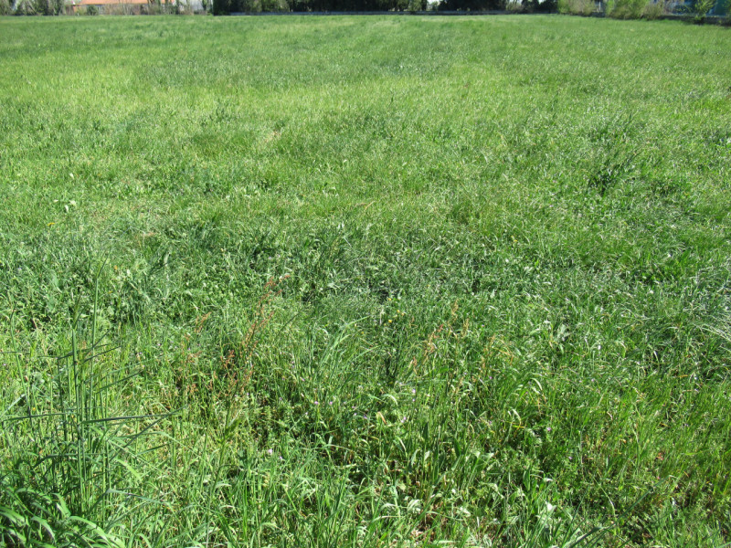 Per informazioni: 335/8345159. A Trevignano (TV), in prossimità della zona industriale Sant'Elena...