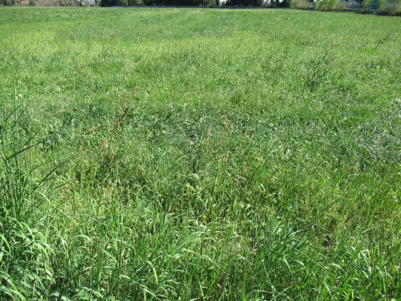 Per informazioni: 335/8345159. A Trevignano (TV), in prossimità della zona industriale Sant'Elena...