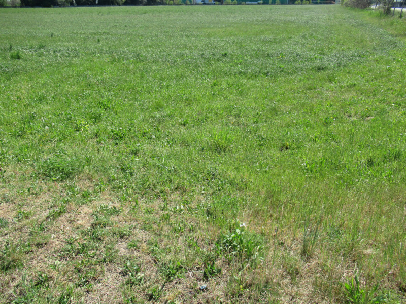 Per informazioni: 335/8345159. A Trevignano (TV), in prossimità della zona industriale Sant'Elena...