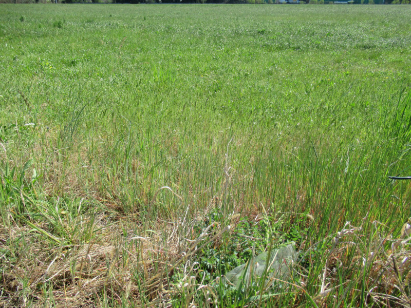 Per informazioni: 335/8345159. A Trevignano (TV), in prossimità della zona industriale Sant'Elena...