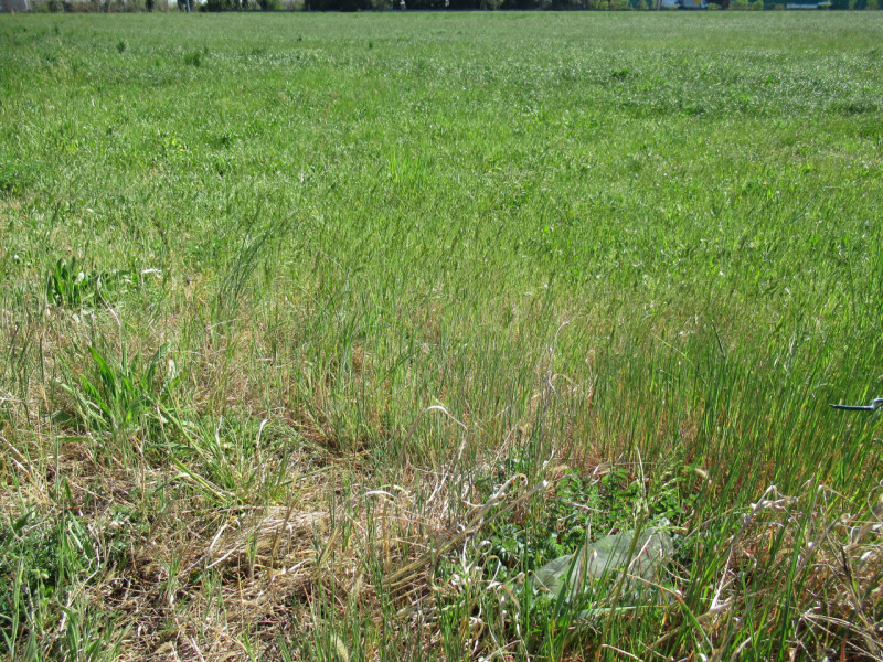 Per informazioni: 335/8345159. A Trevignano (TV), in prossimità della zona industriale Sant'Elena...