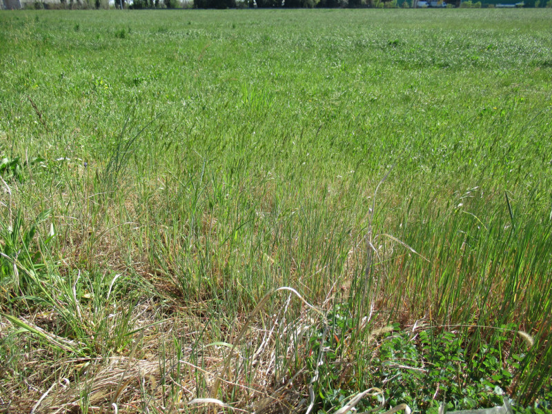 Per informazioni: 335/8345159. A Trevignano (TV), in prossimità della zona industriale Sant'Elena...