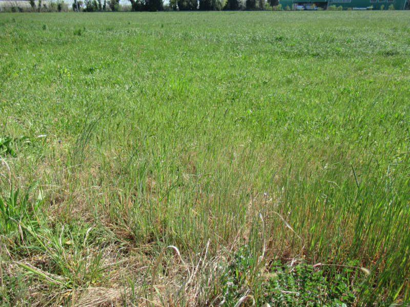 Per informazioni: 335/8345159. A Trevignano (TV), in prossimità della zona industriale Sant'Elena...