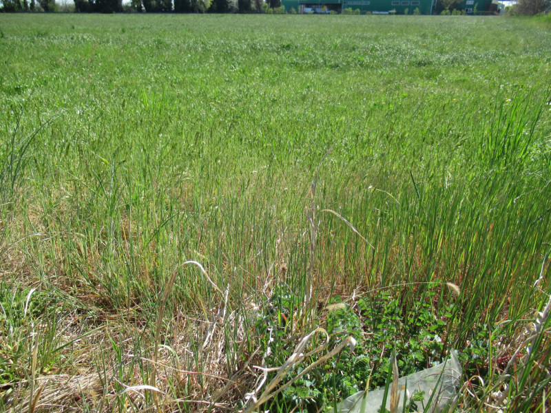 Per informazioni: 335/8345159. A Trevignano (TV), in prossimità della zona industriale Sant'Elena...