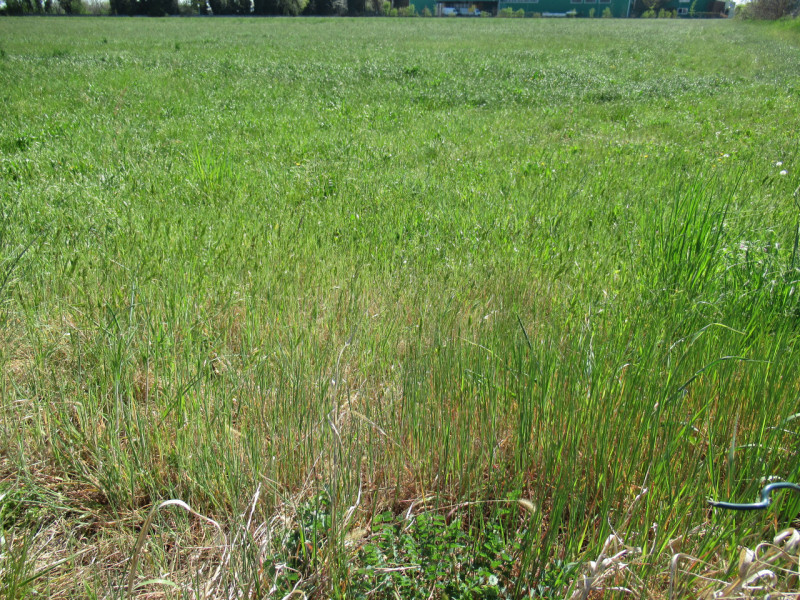 Per informazioni: 335/8345159. A Trevignano (TV), in prossimità della zona industriale Sant'Elena...