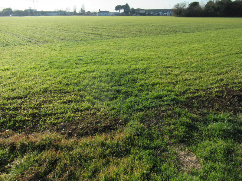 Per informazioni: 335/8345159. A Trevignano (TV), vicino alla zona industriale Sant'Elena, propon...