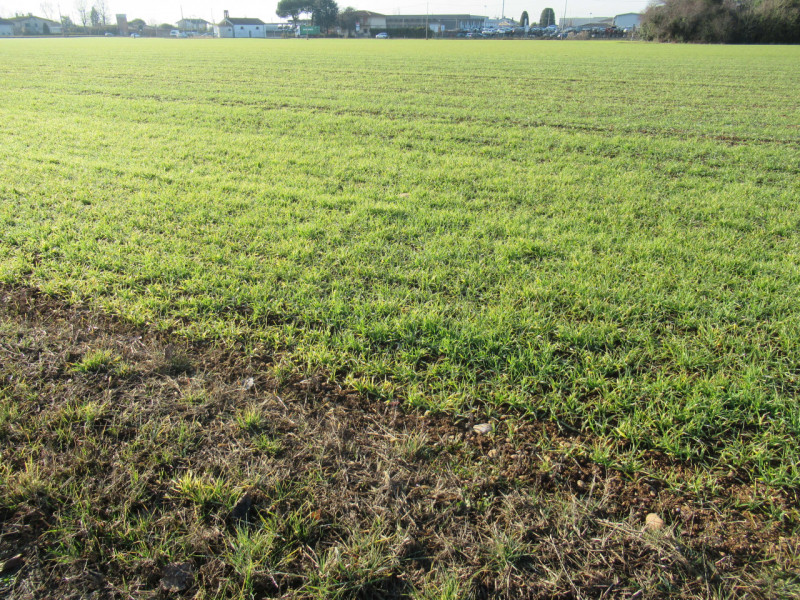 Per informazioni: 335/8345159. A Trevignano (TV), vicino alla zona industriale Sant'Elena, propon...