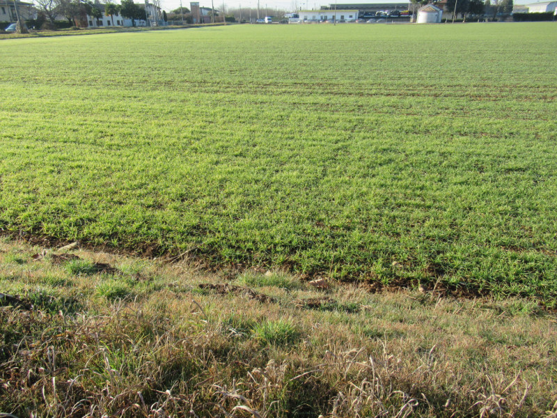 Per informazioni: 335/8345159. A Trevignano (TV), vicino alla zona industriale Sant'Elena, propon...