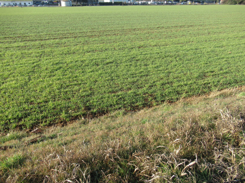 Per informazioni: 335/8345159. A Trevignano (TV), vicino alla zona industriale Sant'Elena, propon...