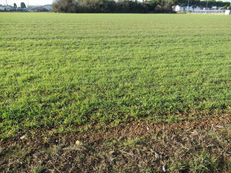 Per informazioni: 335/8345159. A Trevignano (TV), vicino alla zona industriale Sant'Elena, propon...