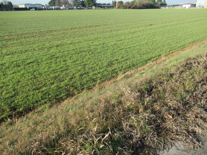 Per informazioni: 335/8345159. A Trevignano (TV), vicino alla zona industriale Sant'Elena, propon...