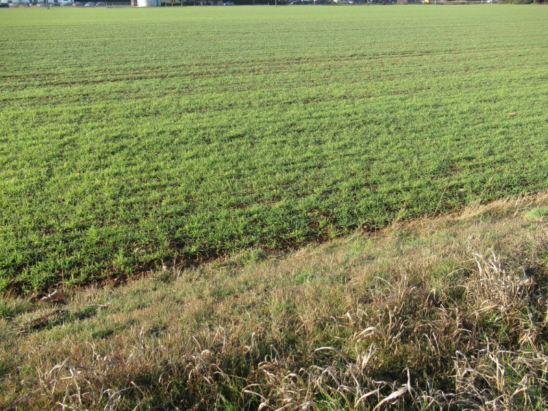 Per informazioni: 335/8345159. A Trevignano (TV), vicino alla zona industriale Sant'Elena, propon...