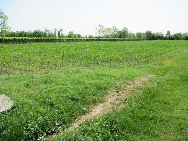 Per informazioni: 335/8345159. A Pezzan di Carbonera (TV), proponiamo in vendita terreno agricolo...