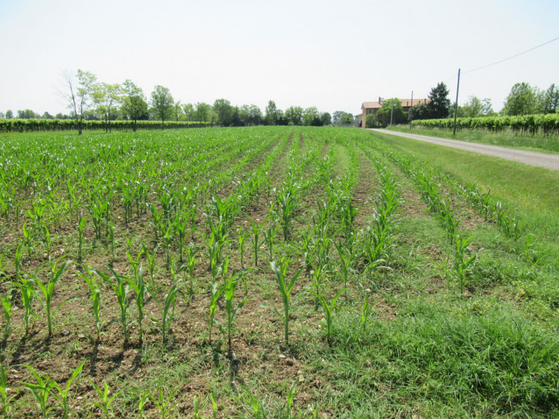Per informazioni: 335/8345159. A Pezzan di Carbonera (TV), proponiamo in vendita terreno agricolo...