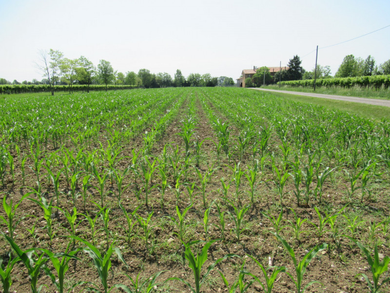 Per informazioni: 335/8345159. A Pezzan di Carbonera (TV), proponiamo in vendita terreno agricolo...