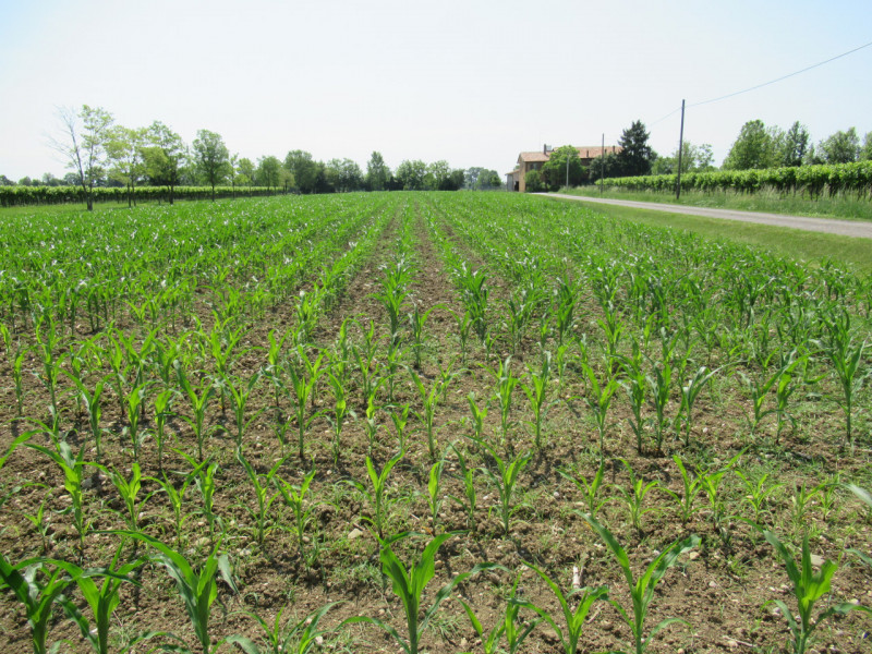 Per informazioni: 335/8345159. A Pezzan di Carbonera (TV), proponiamo in vendita terreno agricolo...