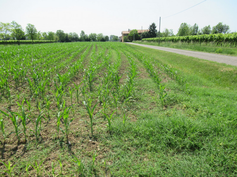 Per informazioni: 335/8345159. A Pezzan di Carbonera (TV), proponiamo in vendita terreno agricolo...