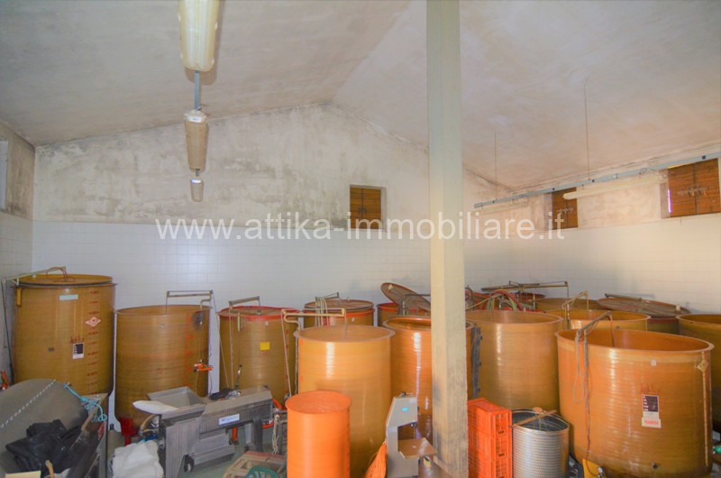 Vendesi a Montegrotto Terme in zona collinare, un interessante complesso abitativo e agricolo com...