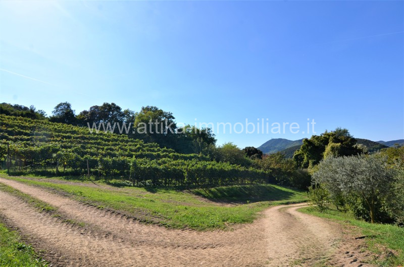 Vendesi a Montegrotto Terme in zona collinare, un interessante complesso abitativo e agricolo com...