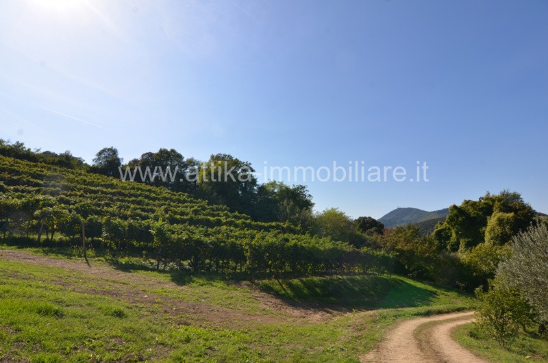 Vendesi a Montegrotto Terme in zona collinare, un interessante complesso abitativo e agricolo com...