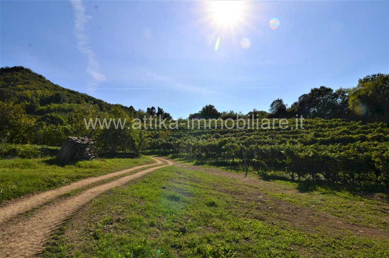 Vendesi a Montegrotto Terme in zona collinare, un interessante complesso abitativo e agricolo com...