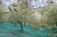 Bellissimo agriturismo con 58 ha di terreno biologico, collina pomarance, pisa