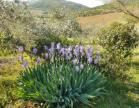 Bellissimo agriturismo con 58 ha di terreno biologico, collina pomarance, pisa