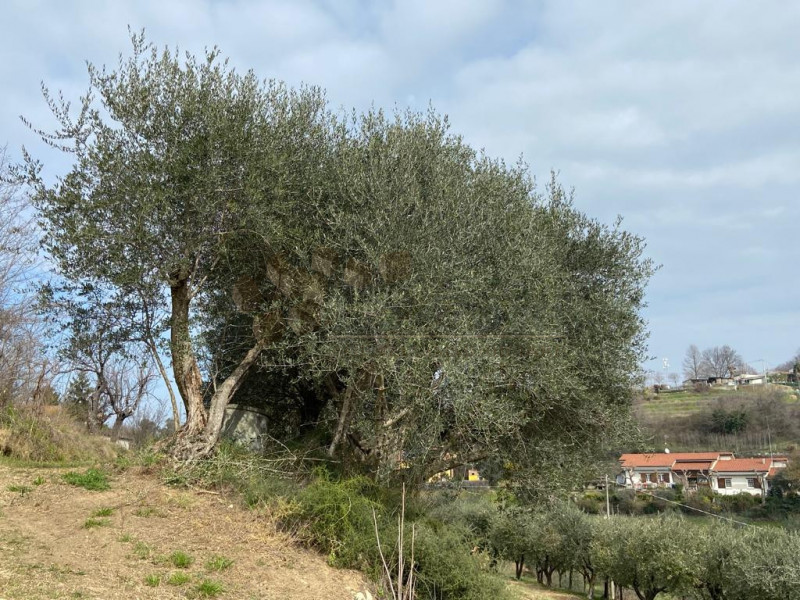 In posizione collinare, immersa nel verde proponiamo abitazione singola da ristrutturare con anne...