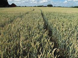 Vendesi terreno agricolo di medio impasto di circa 5.561 mq. completamente piano. Ottima opprtuni...