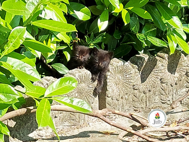 Info prestazione energetica:
Classe G
Epgl,nren 434,71 kwh/m2anno
Epgl,ren 0,84 kwh/m2anno
((

--...